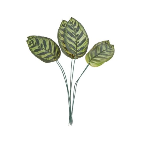 SET 6 FOGLIE CALATHEA MAKOYA 3